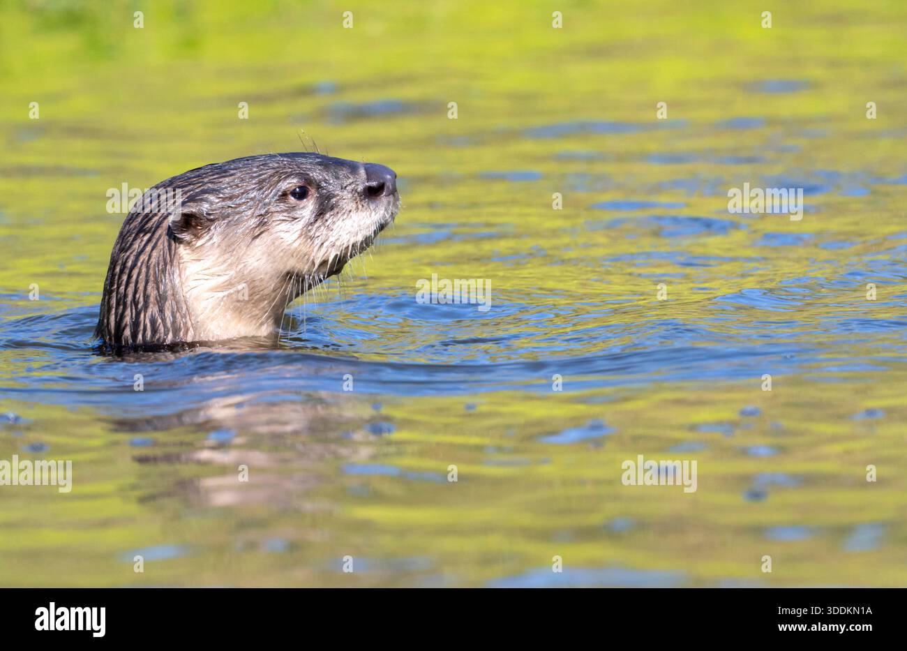 Nordamerikanischer Flussotter (Lontra canadensis), der aus dem Wasser blickt, ein ruhiger Teich in Galveston, Texas. Stockfoto
