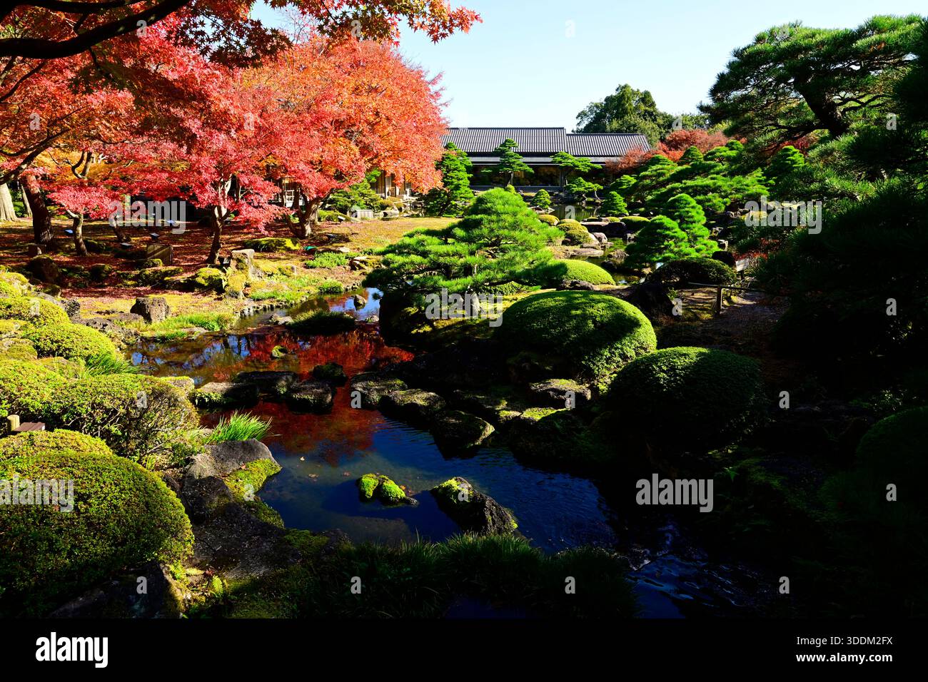 Herbstblick auf den Yushien-Garten in Matsue, Präfektur Shimane, Japan. Stockfoto