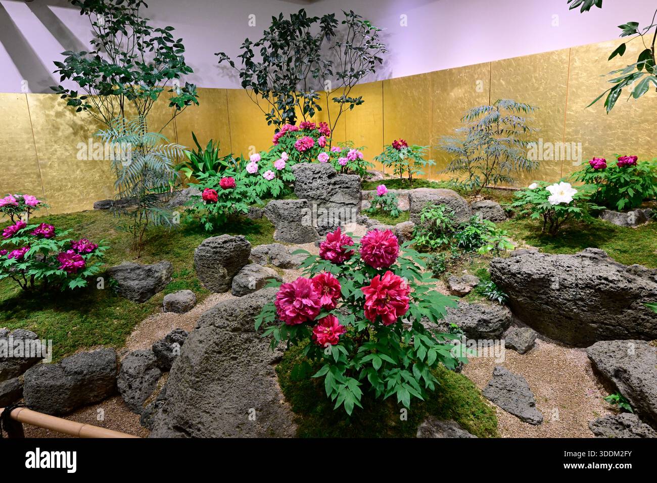 Pivoine Blume im Yuushie Garten, Matsue, Shimane, Japan. Stockfoto