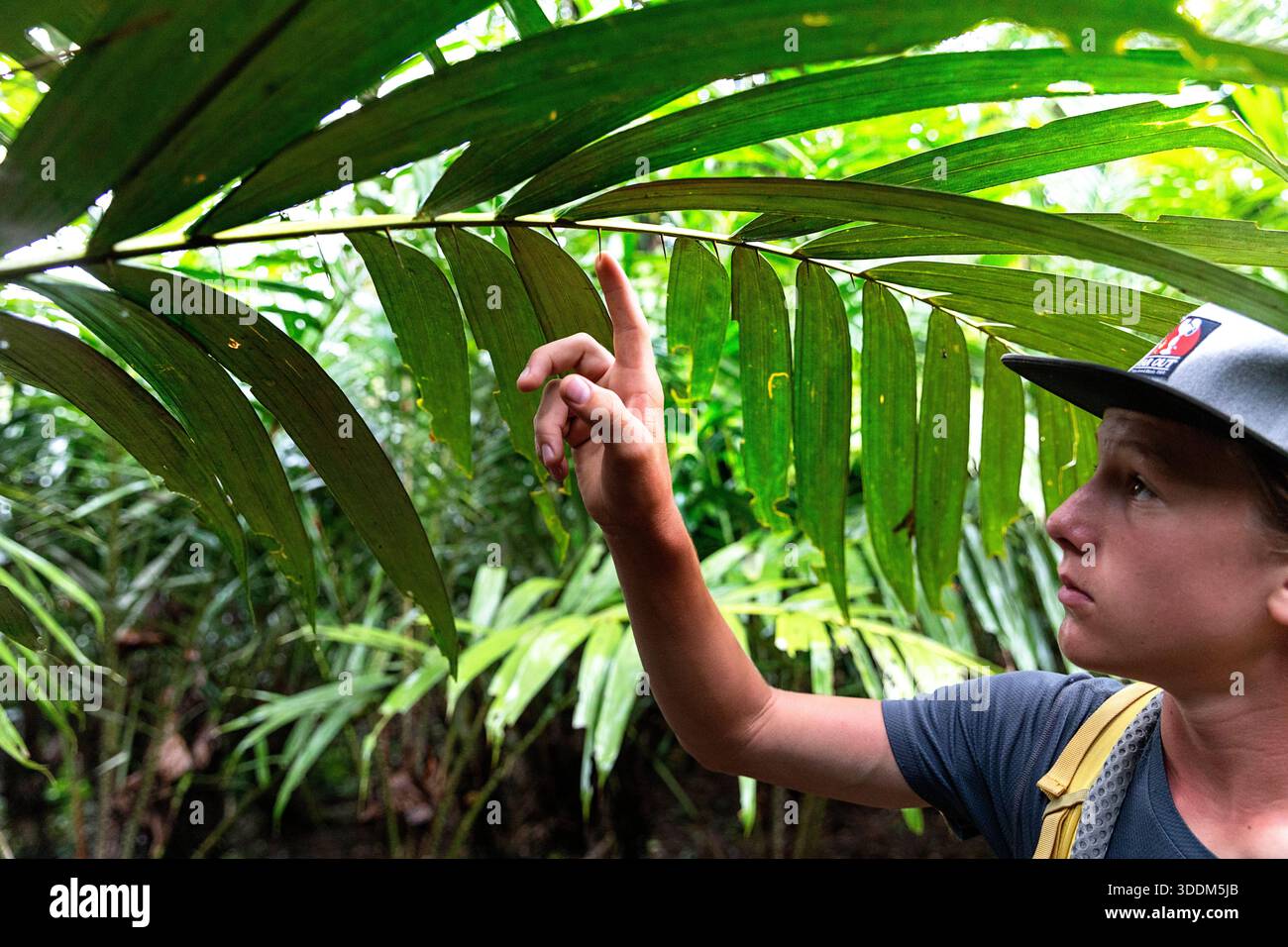 Touristen berühren großen Dorn auf einer Schlangenpalme auf einer kleinen Farm auf der Insel Tagulandang nördlich von sulawesi in indonesien Stockfoto