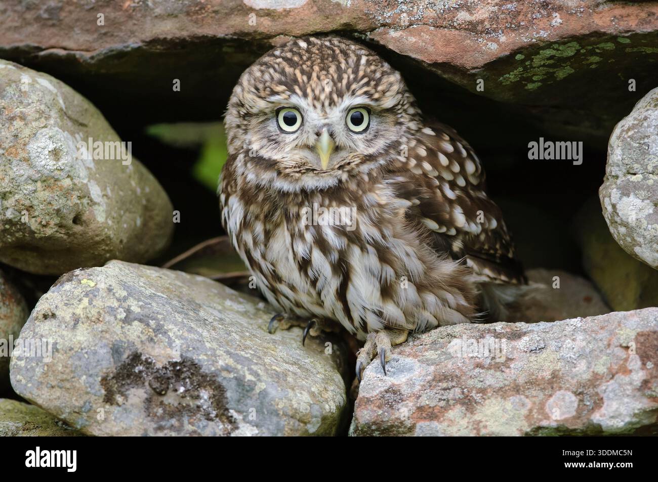 Die kleine Eule Athene noctua, die in einer Steinmauer sitzt. Stockfoto