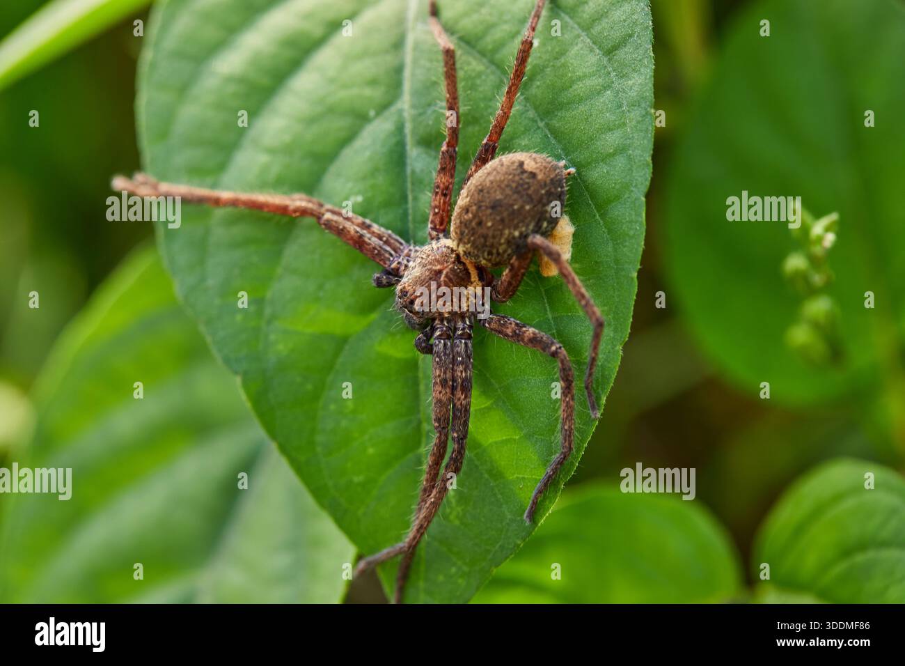 Nahaufnahme der Spinne auf dem Blatt Stockfoto