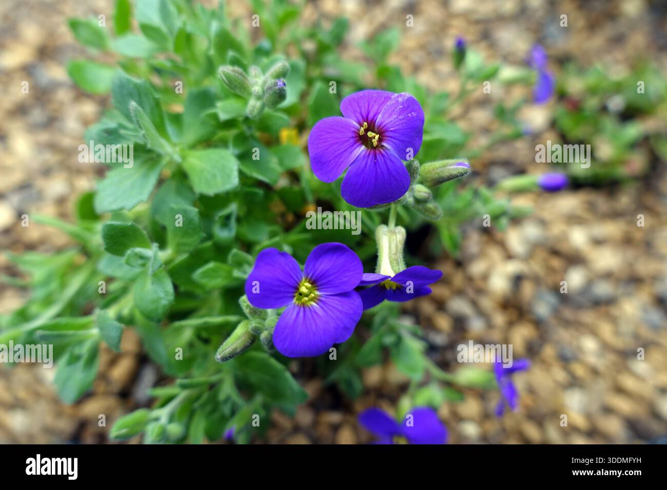 Kleine lila Aubrieta Hamburger State Park (Stadtpark) Blumen in einem englischen Cottage Garden in Lancashire, England, Großbritannien Stockfoto