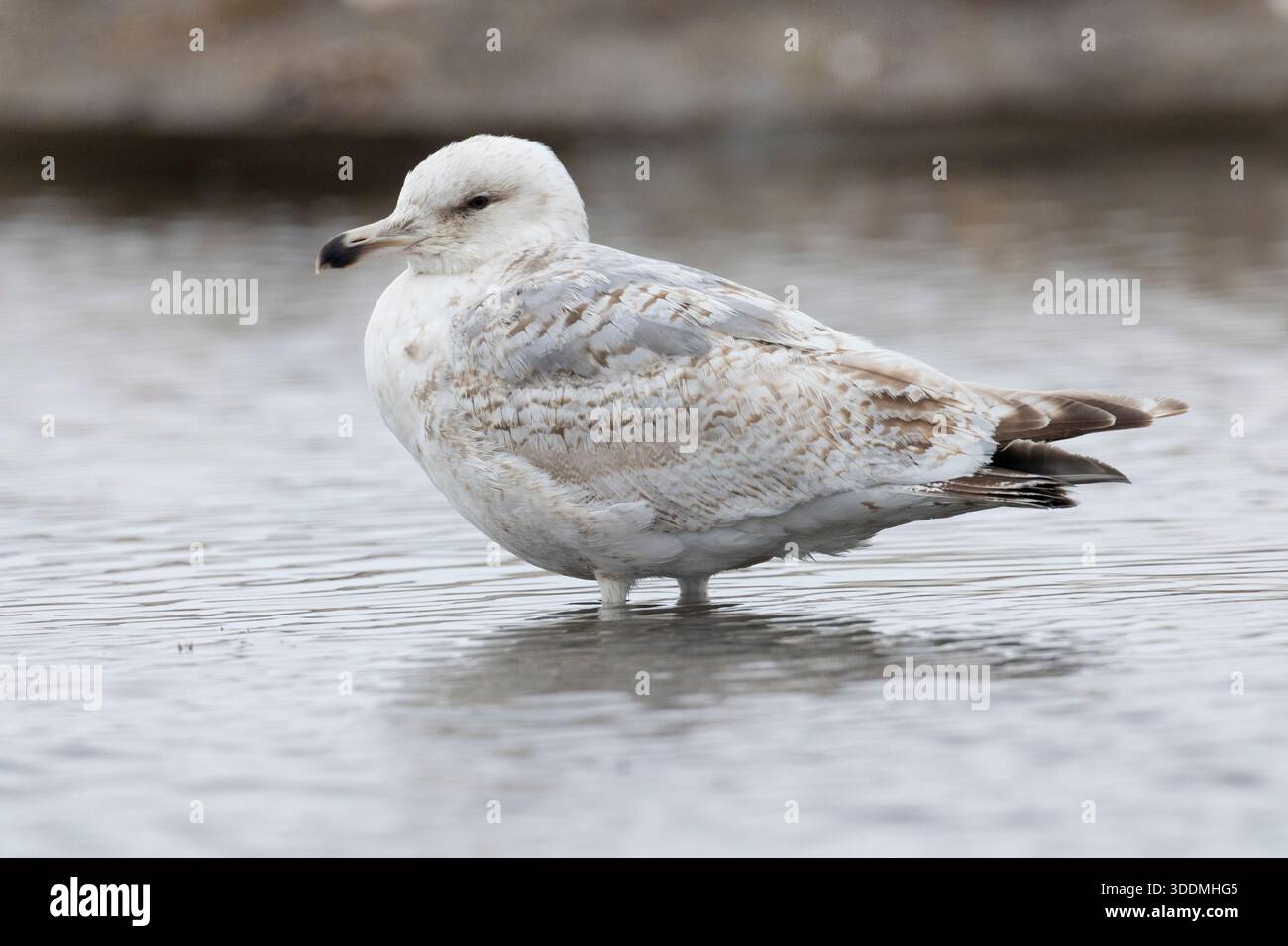 Gemeine Möwe (Larus canus), Seitenansicht eines 2Cy im Wasser, Finnmark, Norwegen Stockfoto