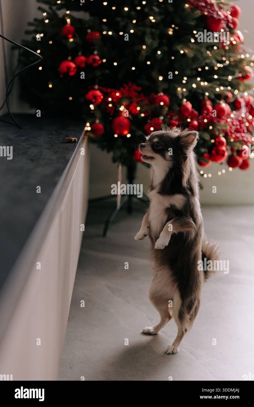 Lustiges langhaariges chihuahua-Haustier, das aufrecht auf seinen Hinterbeinen in der Nähe eines dunklen Tisches steht. Kleiner Hund, der auf Snack am Tischrand mit verschwommenem Weihnachtstrier blickt Stockfoto