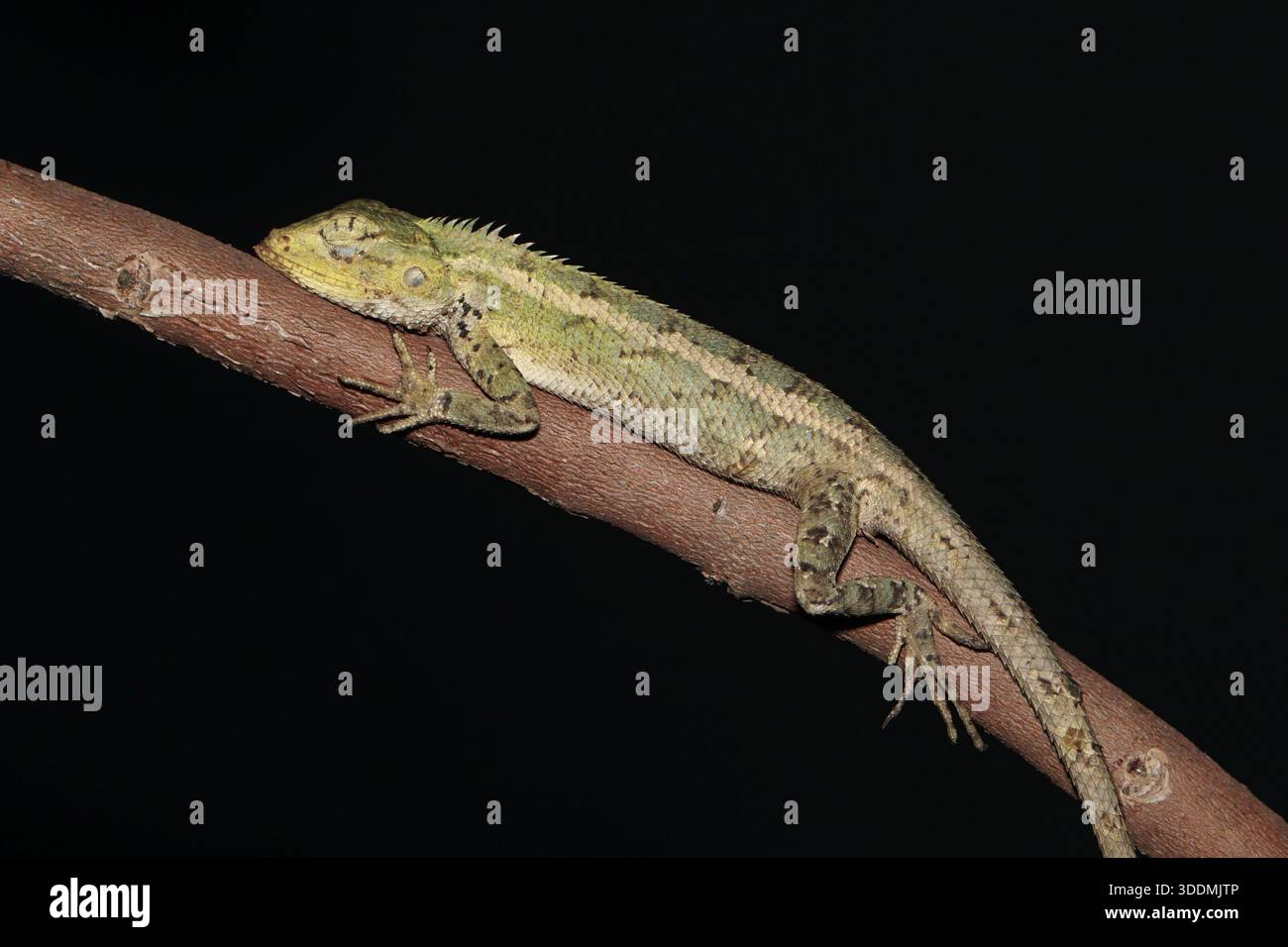Calotes versicolor Garden Eidechse, die nachts auf einem Baum sitzt und friedliches Schlafverhalten zeigt. Stockfoto