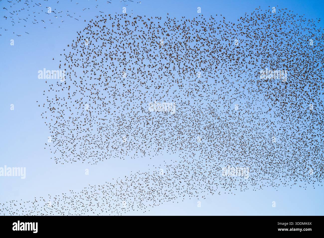 Murmeln dynamischer Muster am Himmel über der tunesischen Landschaft, fotografiert im November 2025. Stockfoto