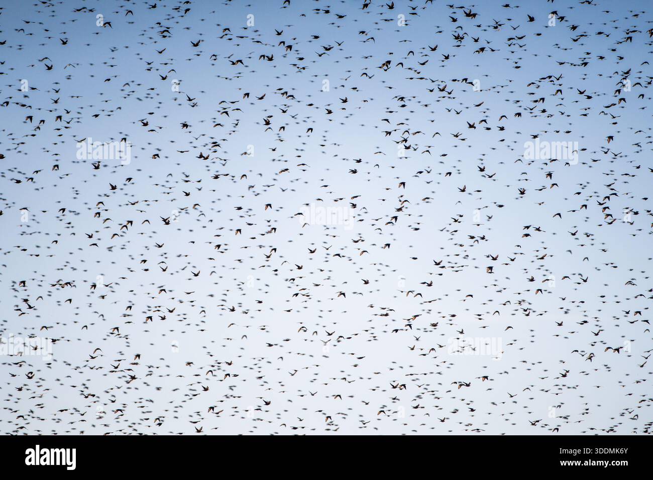 Murmeln dynamischer Muster am Himmel über der tunesischen Landschaft, fotografiert im November 2025. Stockfoto