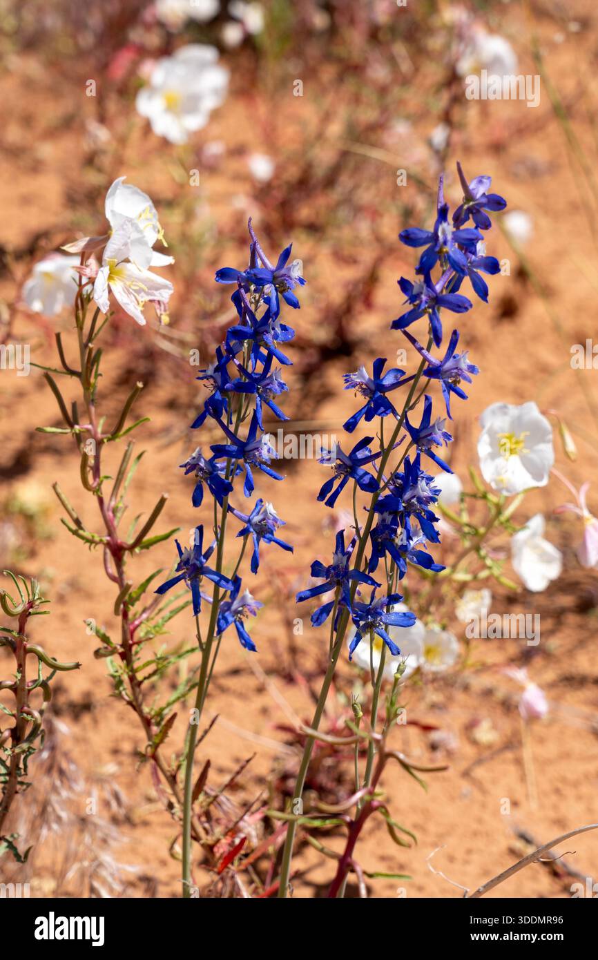 Nuttal's Larkspur & Pallid Evening Primrose in Blüte nahe Moab, Utah. Stockfoto