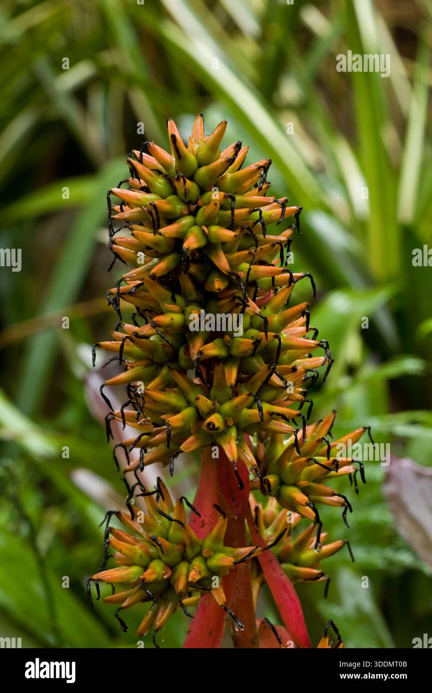 Bromelien-Bltenstand im tropischen Regenwald Stockfotografie - Alamy