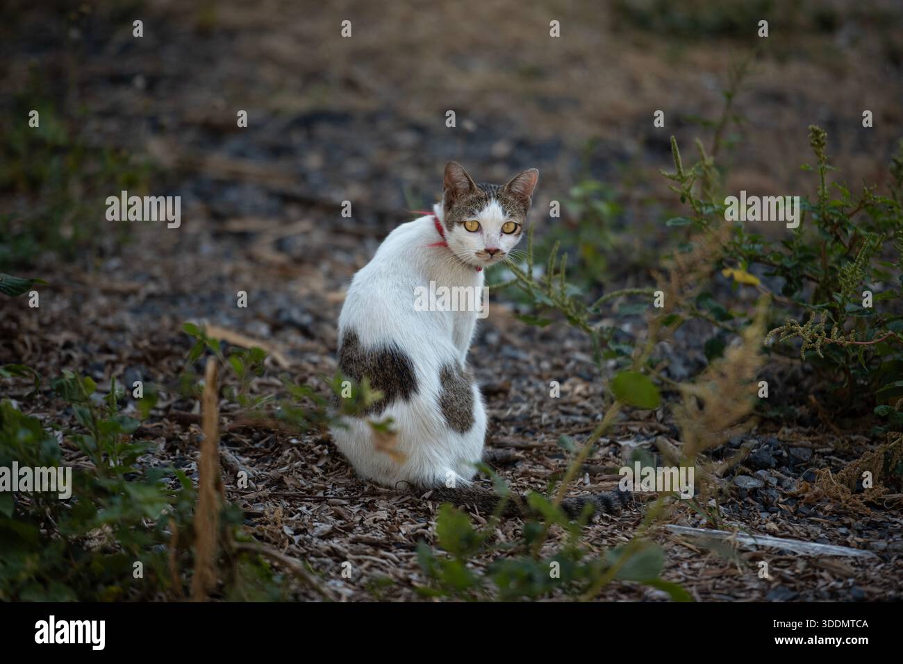 Weiße Katze Mit Kragen Im Freien Stockfoto