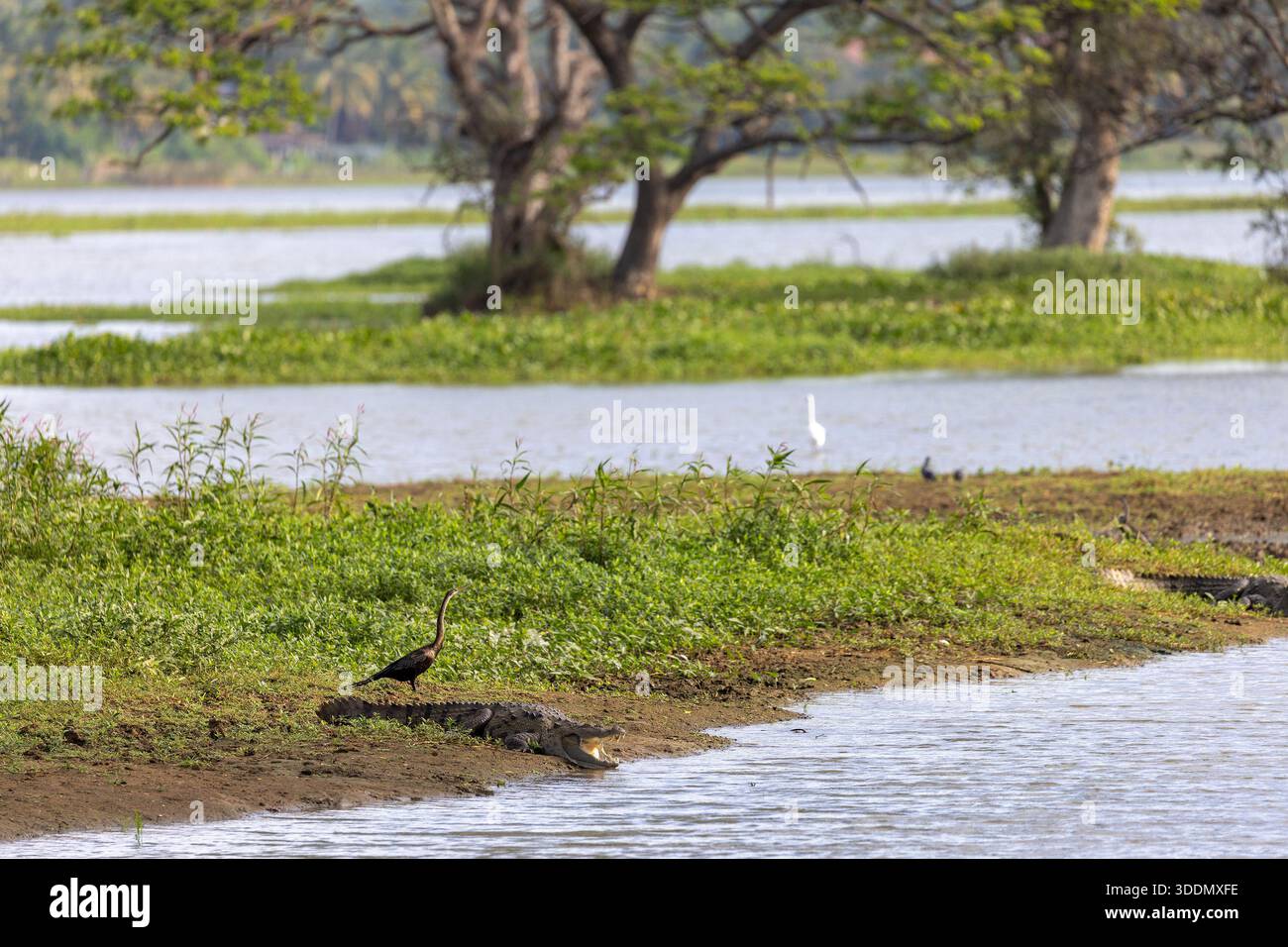 Räuberkrokodil am Riverbank mit Waterbird in Feuchtgebieten in der Nähe von Tissamaharama, Sri Lanka Stockfoto