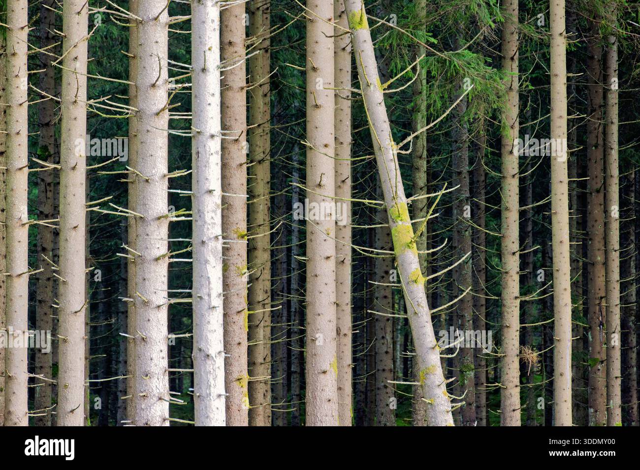 Lehnender Baumstamm in einem Fichtenwald Stockfoto