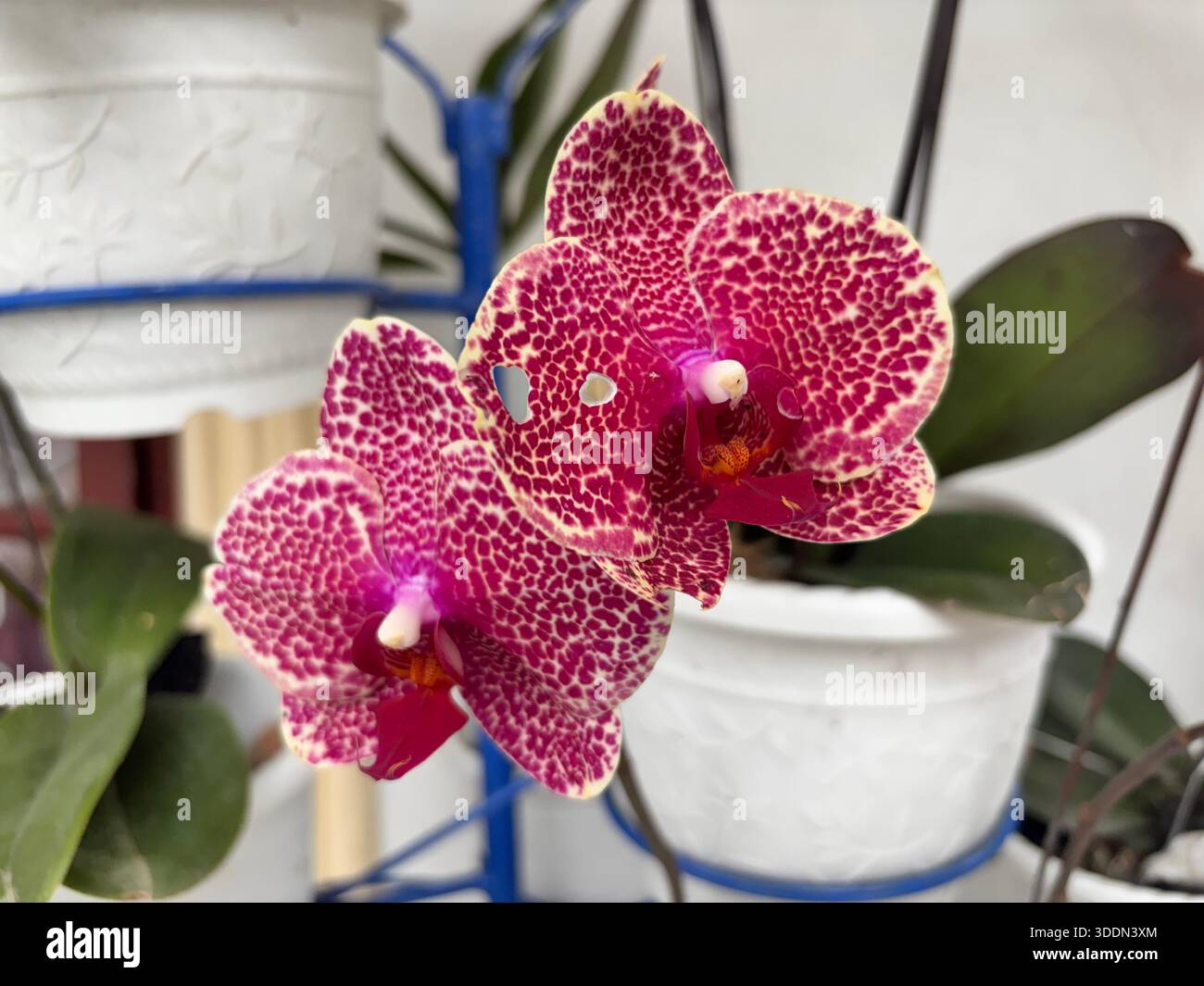 Rot gepunktete Orchideenblume in Blüte Stockfoto
