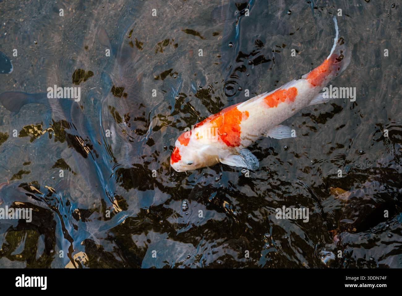 Koi-Karpfen schwimmen im Quellwasserstrom im Harie Village of Living Water, Takashima, Shiga, Japan Stockfoto