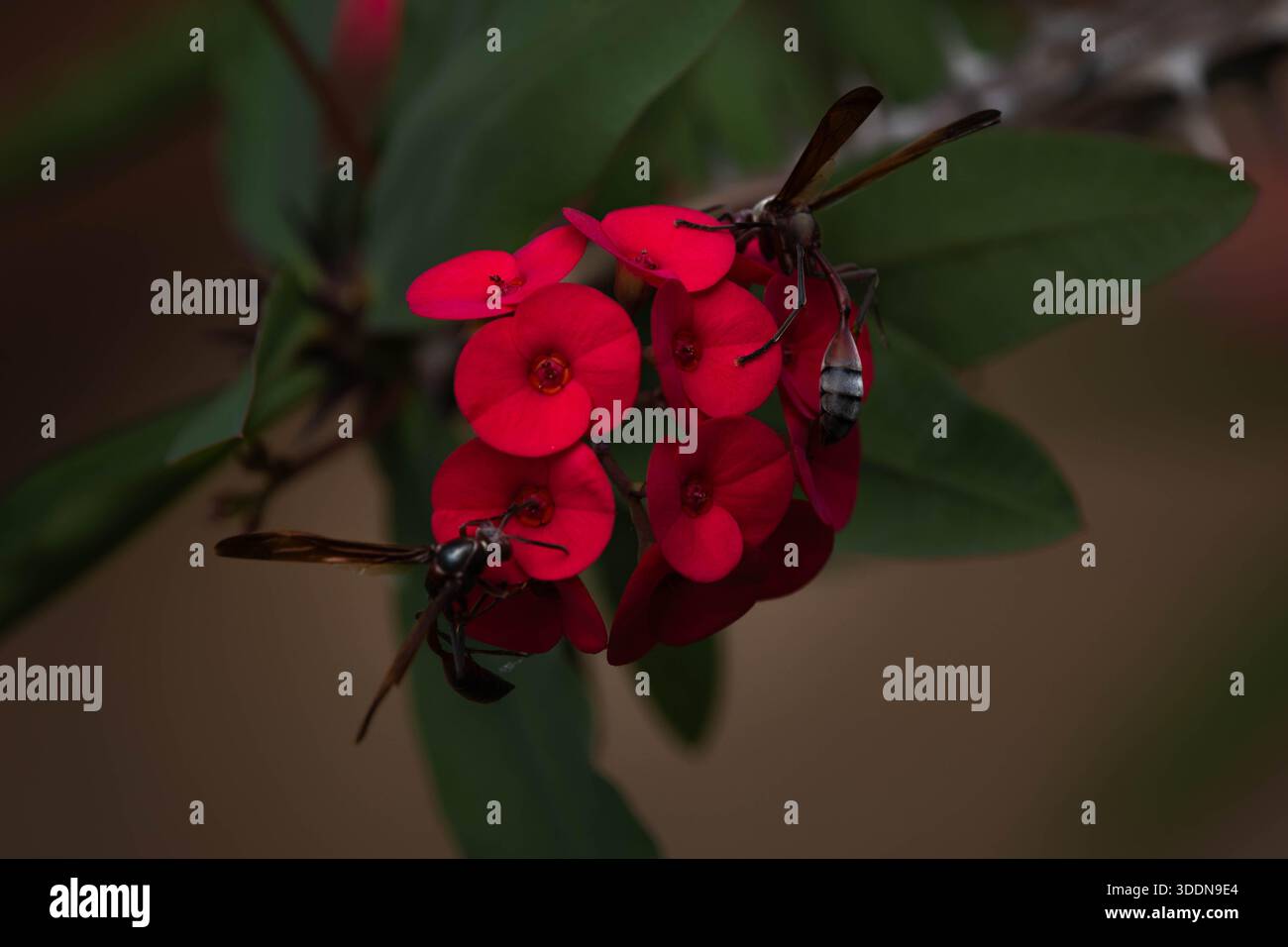 Zwei Drachenfliegen sitzen auf einer hellroten Blume Stockfoto