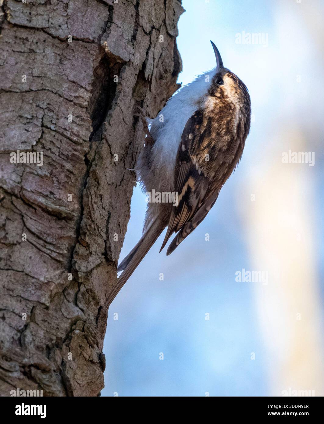 Treecreeper (Certhia familiaris) auf Baumstamm im Wald, West Lothian, Schottland. Stockfoto