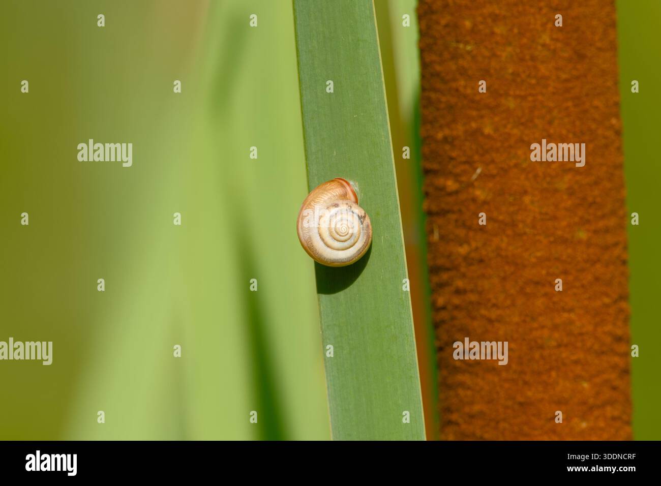 Nahaufnahme einer kleinen Schnecke, die auf einem grünen Katzenschwanzstiel liegt Stockfoto