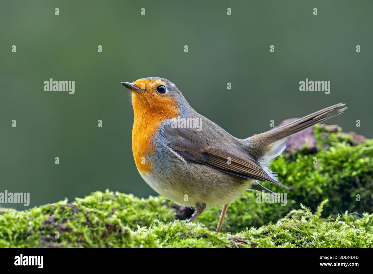 rotkehlchen (Erithacus rubecula), der im Winter auf moosbedeckten umgestürzten Bäumen auf der Suche nach Insekten und anderen wirbellosen Tieren im Wald sitzt Stockfoto