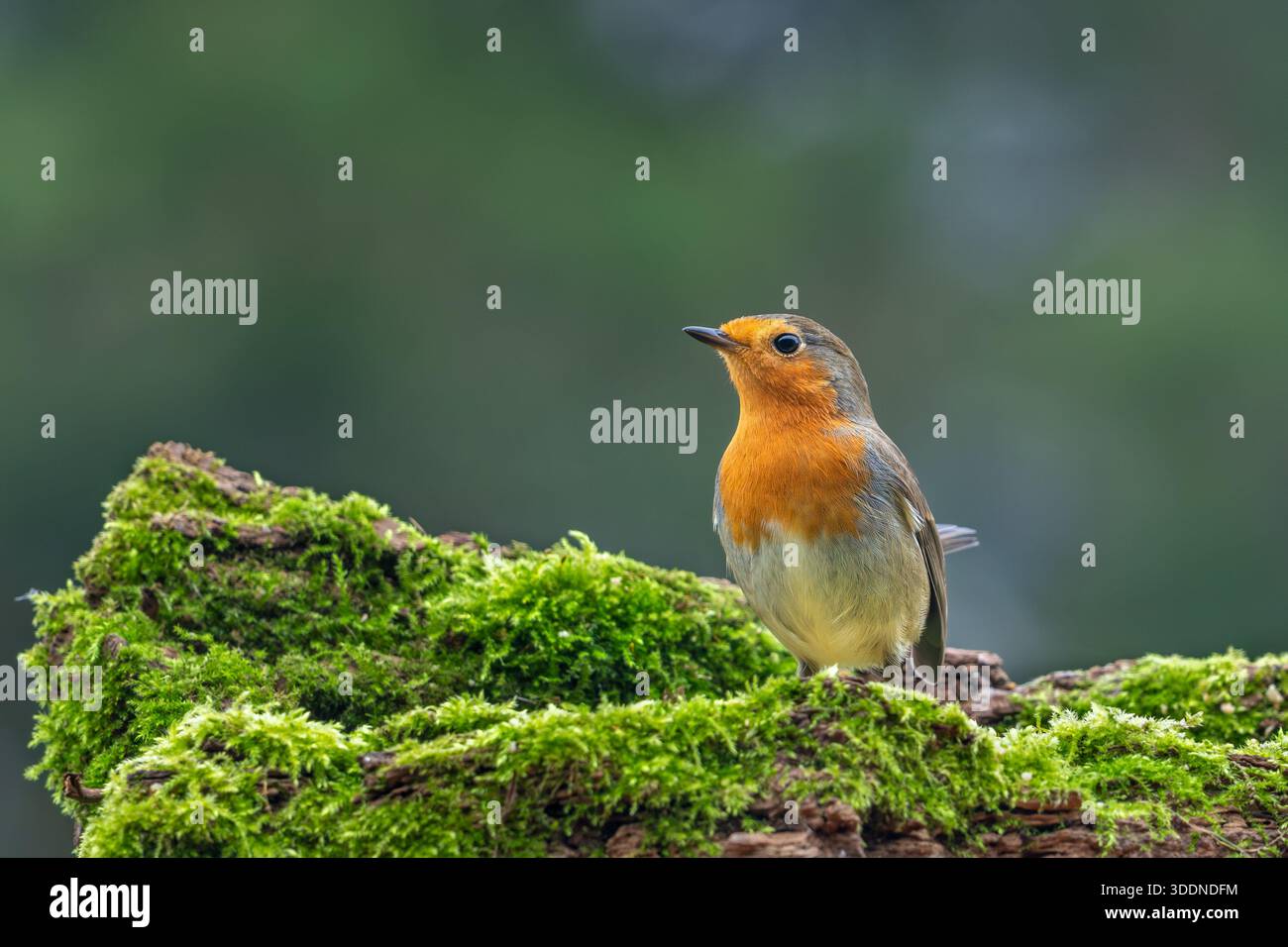rotkehlchen (Erithacus rubecula), der im Winter auf moosbedeckten umgestürzten Bäumen auf der Suche nach Insekten und anderen wirbellosen Tieren im Wald sitzt Stockfoto
