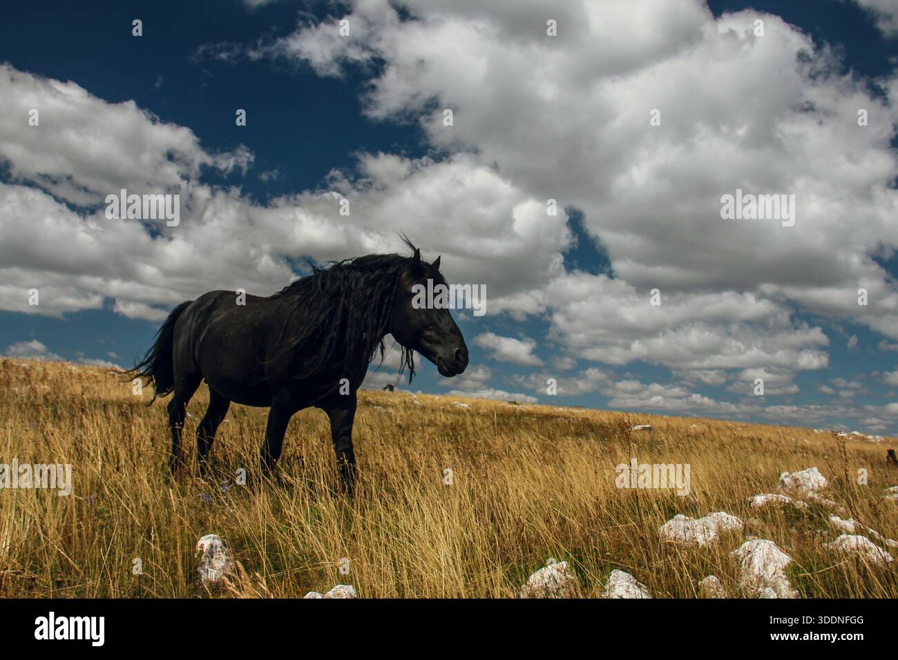 Das majestätische Schwarze Pferd steht auf einem sonnendurchfluteten Feld Stockfoto