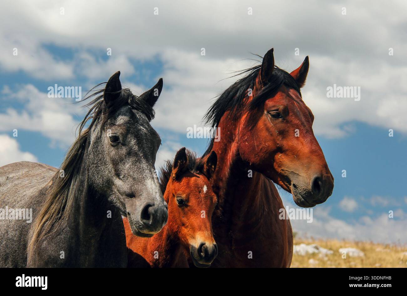 Vater, Mutter und Jungfohlen auf einem sonnendurchfluteten Feld Stockfoto