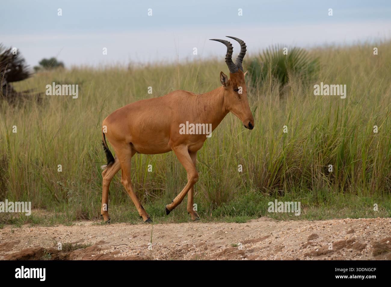 Rotes Hartebeest im Profil in Afrika, der auf Gras läuft Stockfoto