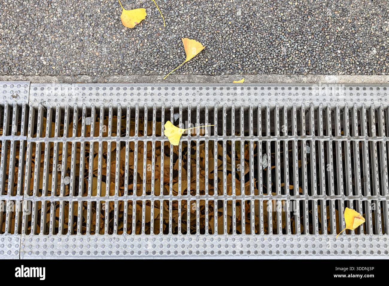 Grabenabflussgitter, Ablaufdeckel oder Kanalrost mit Gingko-Blättern oben im Herbst. Stockfoto