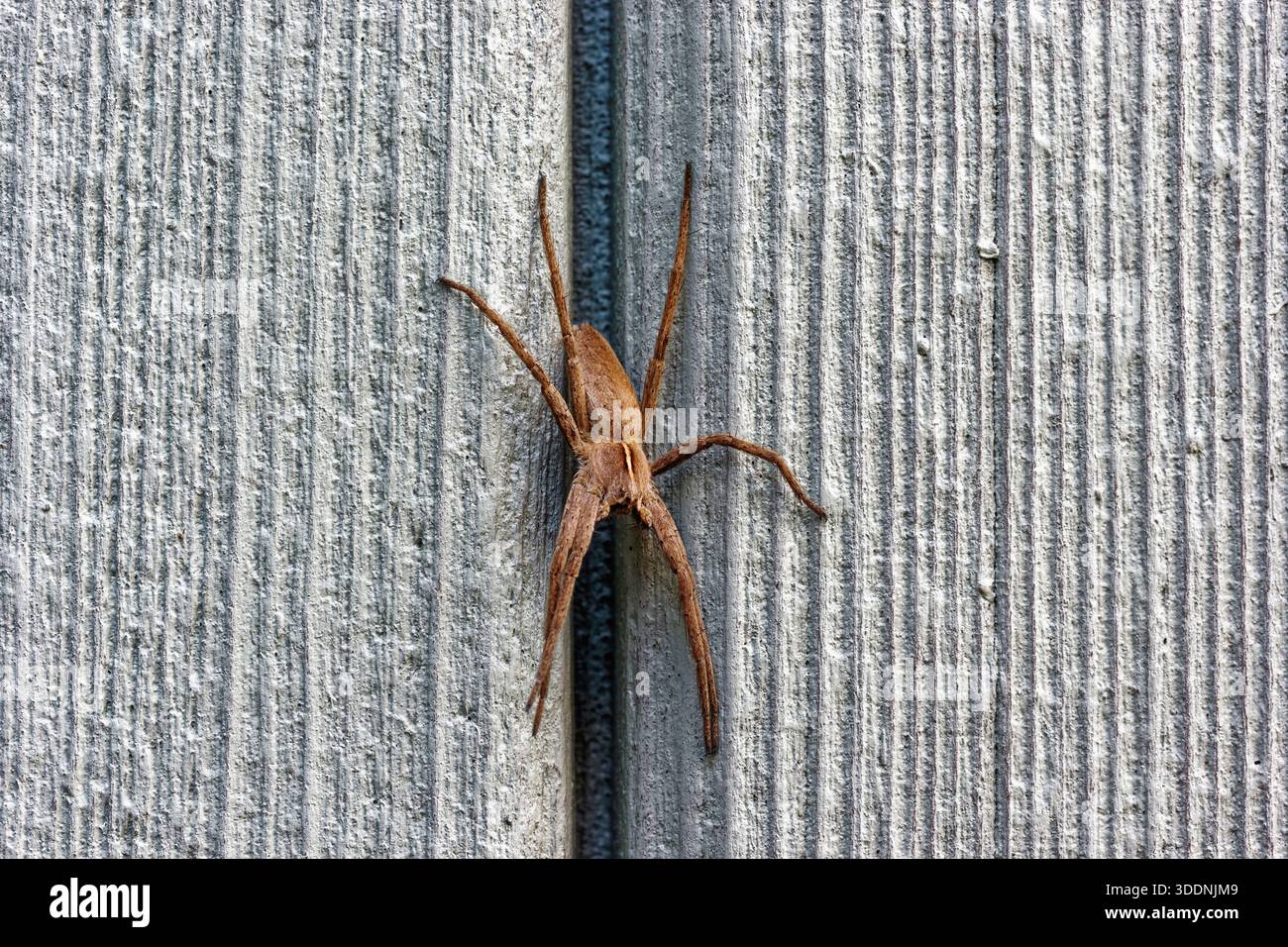 Europäische Baumschule Web Spider, Pisaura mirabilis stationär auf Holzschuppen in Northumberland, Großbritannien. Stockfoto