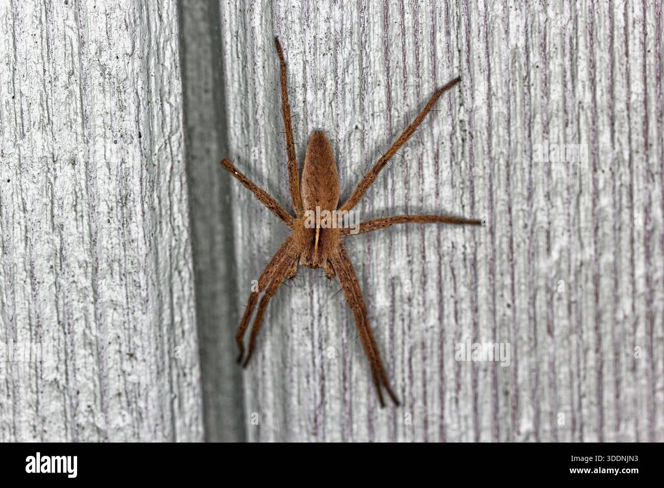 Europäische Baumschule Web Spider, Pisaura mirabilis stationär auf Holzschuppen in Northumberland, Großbritannien. Stockfoto