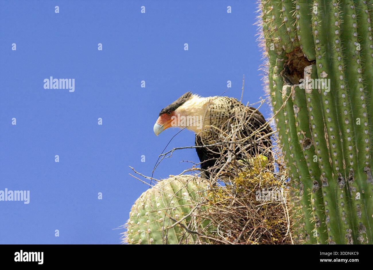 Birds nest cactus -Fotos und -Bildmaterial in hoher Auflsung  Alamy