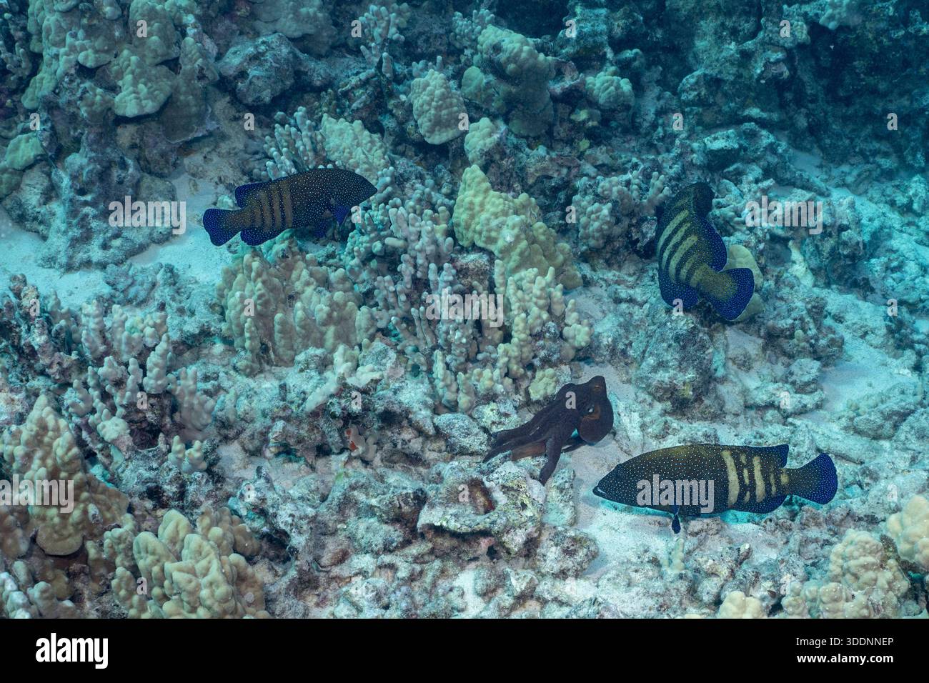 Drei Pfauenbarsche, Cephalopholis argus, umgeben einen Oktopus, Octopus cyanea, in der Hoffnung, Beute zu fangen, die dem Oktopus auf Hawaii entkommen Stockfoto