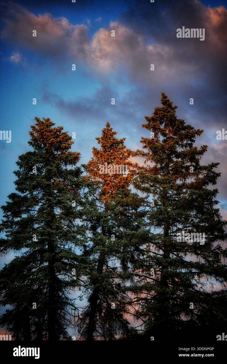 Immergrüne Bäume bei Sonnenuntergang Stockfoto