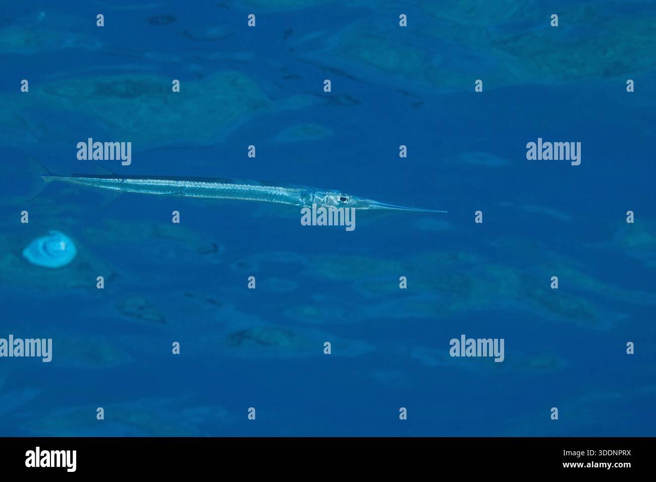 Kielschwanz-Nadelfische, Flachschwanz-Nadelfische oder „aha, Platybelone argalus, schwimmen direkt unter der Meeresoberfläche, Kaiwi Point, North Kona, Hawaii, USA Stockfoto