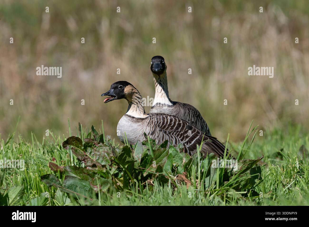 nene oder hawaiianische Gans, Branta sandvicensis ( endemische Arten ), Calling, Hakalau Forest National Wildlife Refuge, Hawaii Island, Hawaii, USA Stockfoto