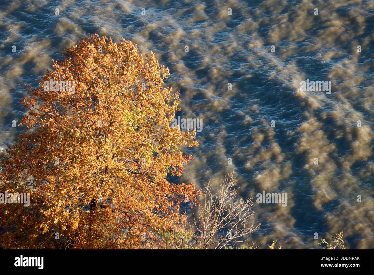 Blick aus der Vogelperspektive auf den bunten Baum mit den Wellen des Lake Erie im Morgenlicht, Lakewood, Ohio, Oktober 2025 Stockfoto