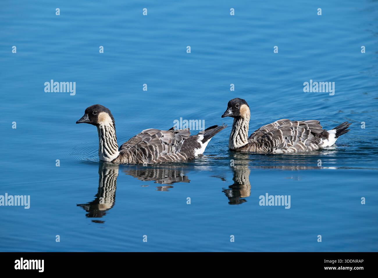 nene oder hawaiianische Gänse, Branta sandvicensis ( endemische Spezies ), die weltweit seltenste Gänse, schwimmen in der Flussmündung, Wailoa River State Recreation AR Stockfoto