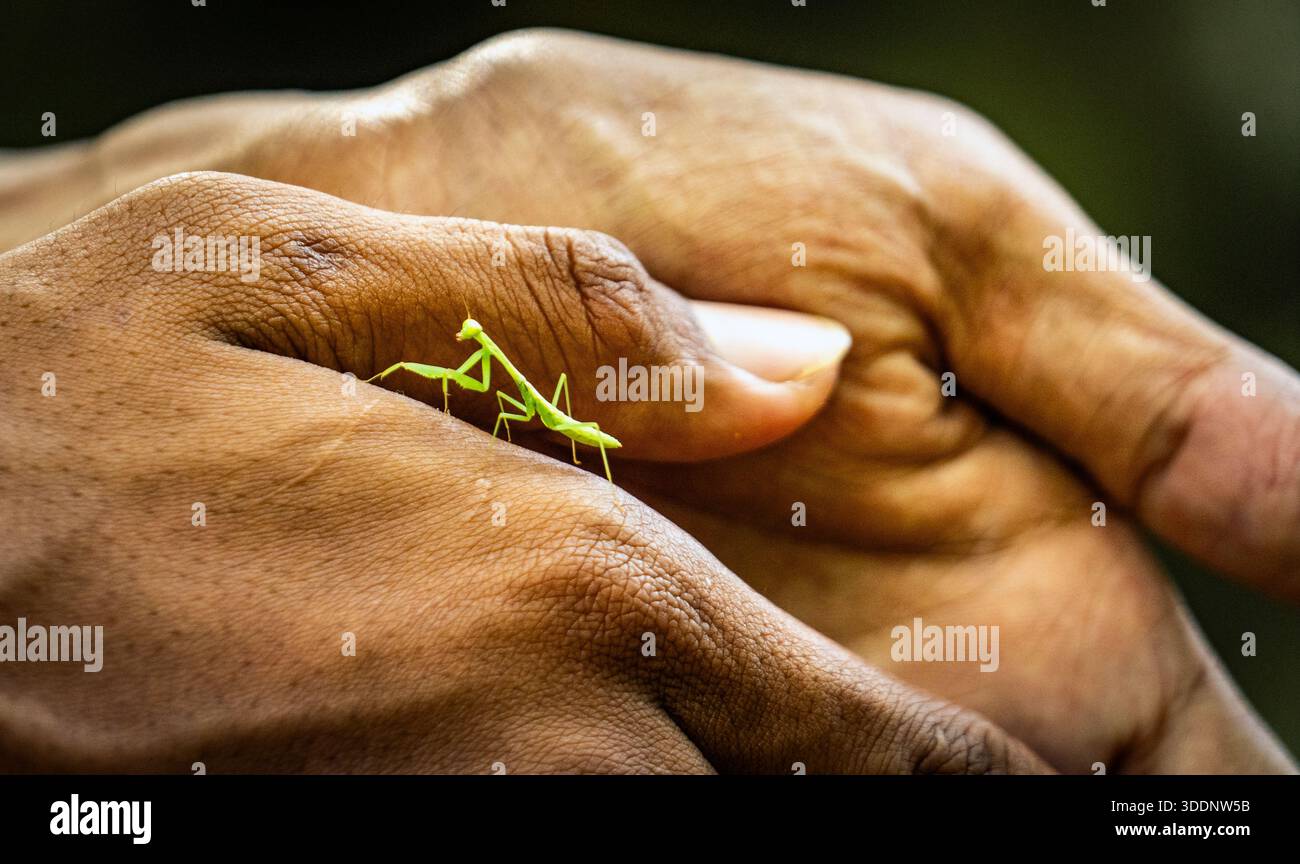Nahaufnahme einer betenden Mantis an der Hand einer Person, die Natur und menschliche Interaktion zeigt. Stockfoto