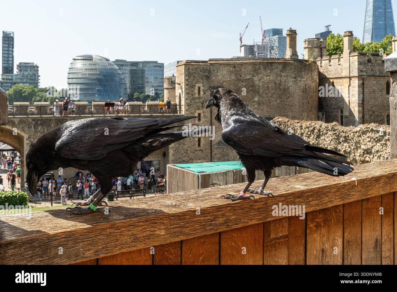 Die Raben des Tower of London. Ihre Anwesenheit wird traditionell als Schutz der britischen Krone angesehen Stockfoto
