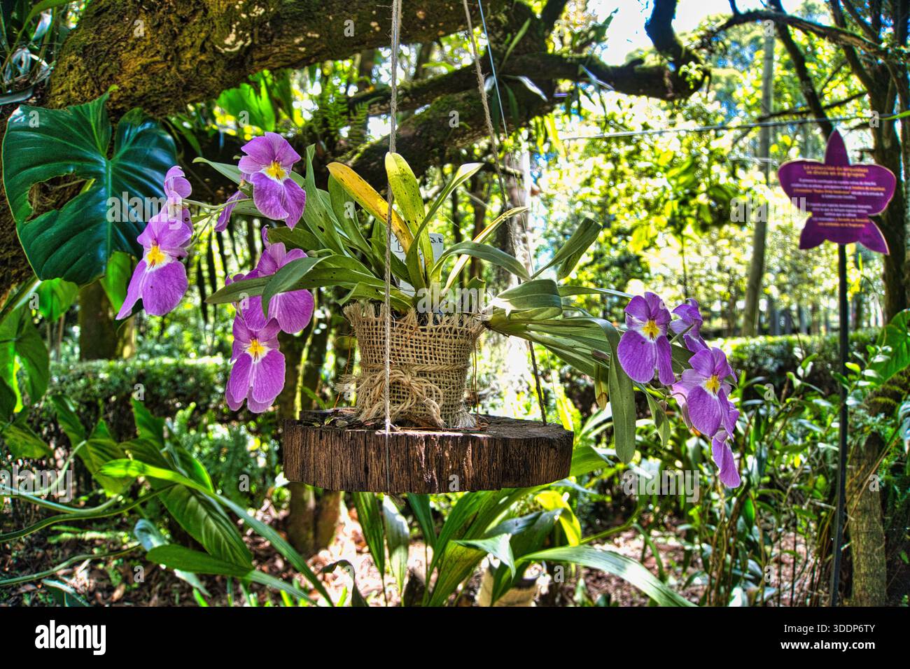 ESTA es una fotografía preciosa. Las orquídeas son la flor nacional de Colombia, así que es un contenido con mucho potencial para temas de naturaleza Stockfoto