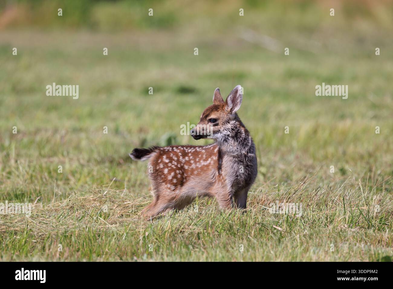 Wachsames, neugeborenes, geflecktes, schwarzes Schwanzkitz, das an einem Sommertag auf einer grasbewachsenen Wiese über die Schulter schaut. Stockfoto