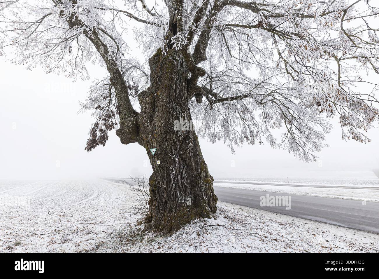 Linde, markanter Baum im Bezirk Heroldstatt in der Schwäbischen Alb. Das Naturdenkmal Lindele mit Raureif im Winter. Heroldstatt, Baden Stockfoto