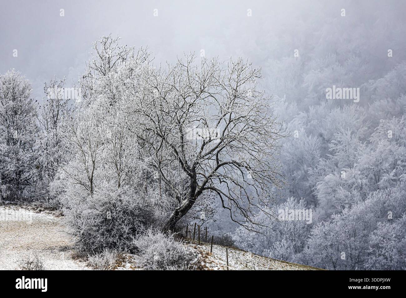Winterlandschaft in der Schwäbischen Alb. Büsche und Wald mit Raureif. Muensingen, Baden-Württemberg, Deutschland Stockfoto