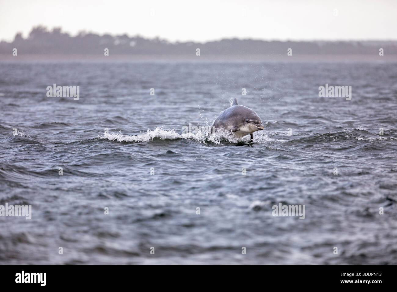 Große Tümmler; Tursiops truncatus; Springen; Großbritannien Stockfoto