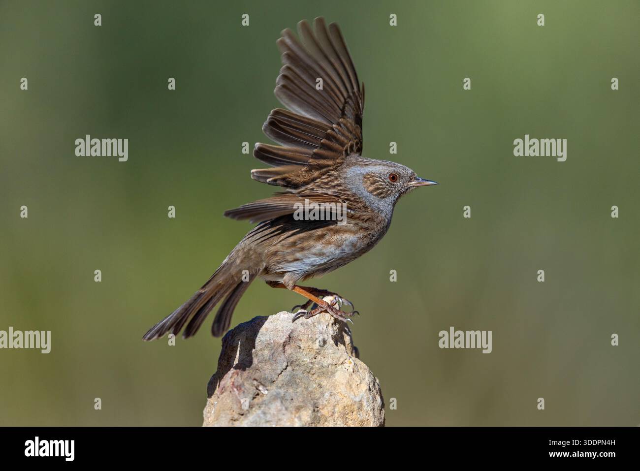 Dunnock; Prunella modularis; Wings Raised; UK Stockfoto