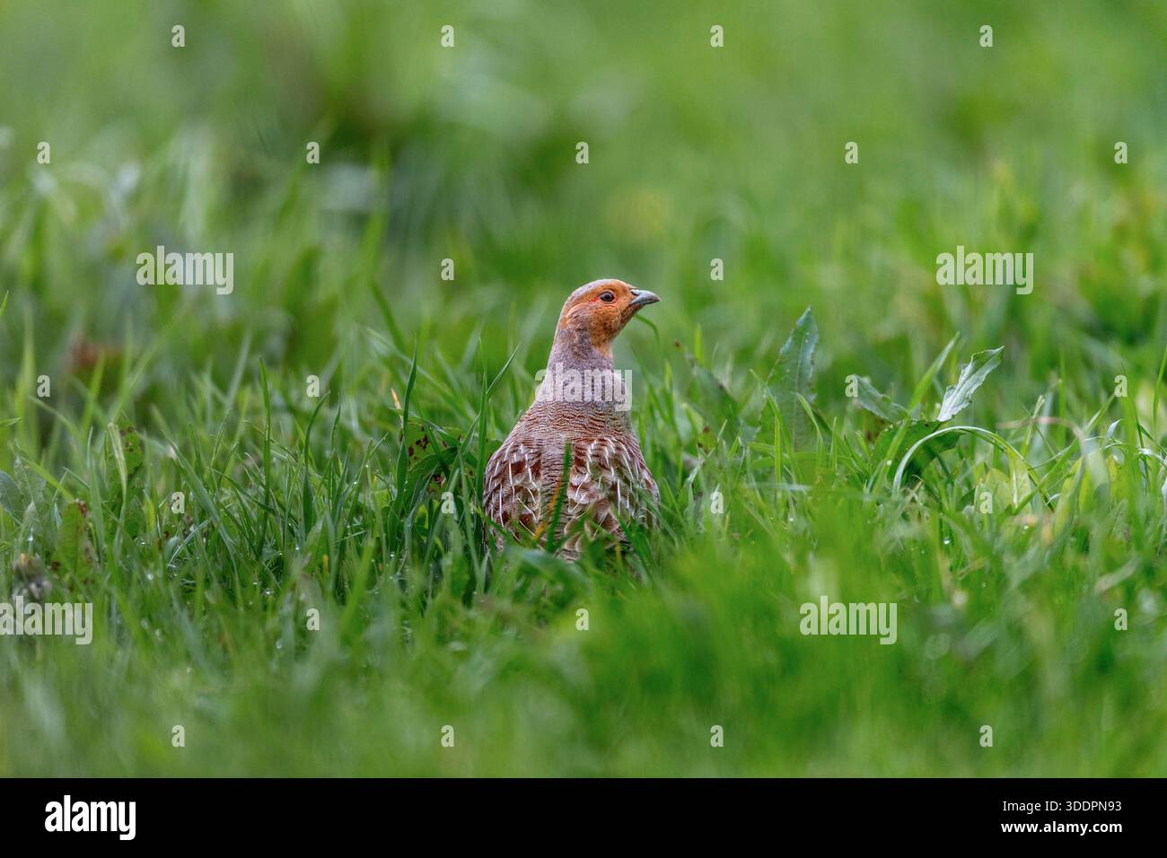 Graue Rebhühner; Perdix perdix; männlich; UK Stockfoto