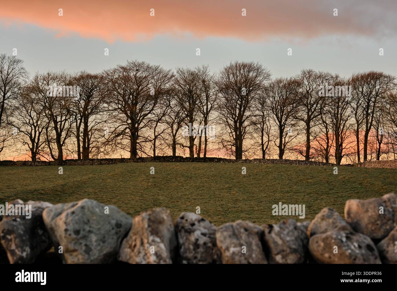 Eine Reihe von Bäumen ohne Blätter im Winter auf einem Grasfeld mit Blick über eine Trockenmauer im Yorkshire Dales National Park Stockfoto