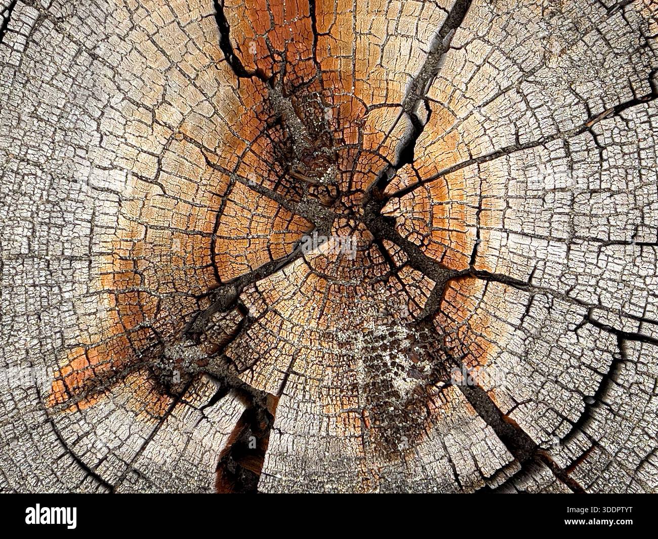 Verwitterte Textur eines alten Baumstumpfes mit Nagel und sichtbaren Wachstumsringen Stockfoto