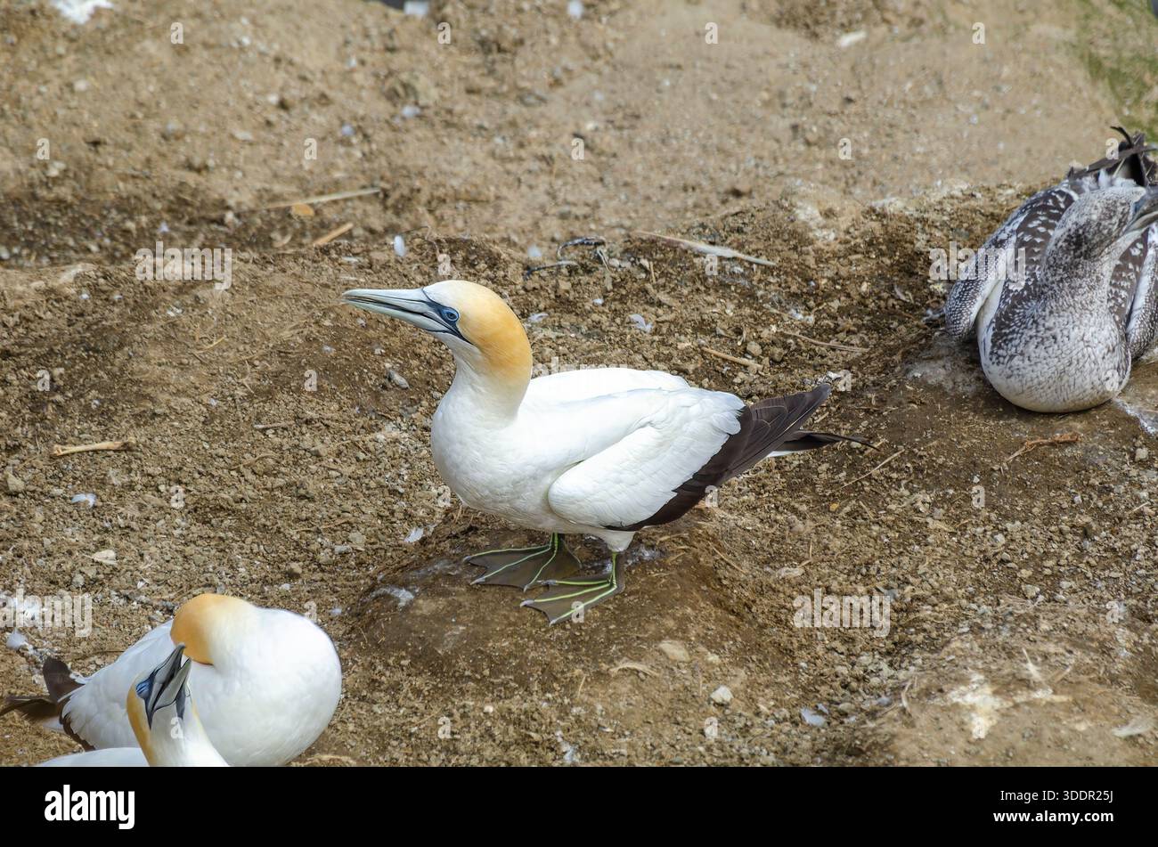 Australisches Gannet, Kapentführer, Neuseeland Stockfoto
