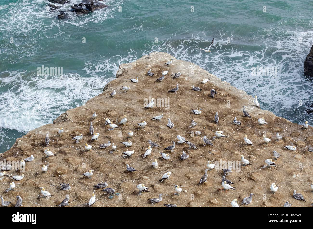 Australisches Gannet, Kapentführer, Neuseeland Stockfoto